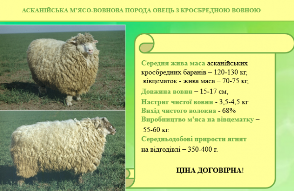МЯСО-ВОВН