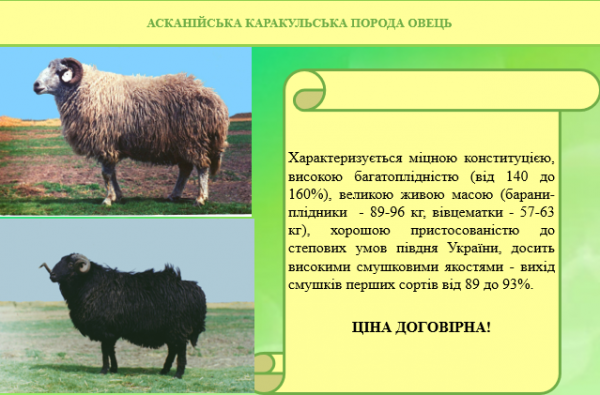 КАРАКУЛЬ