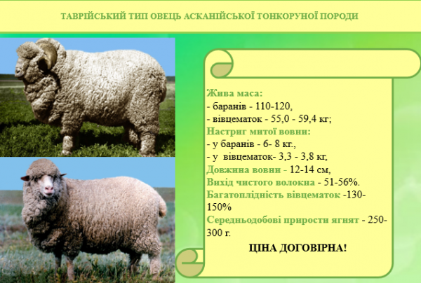 ТАВРІЙСЬКИЙ