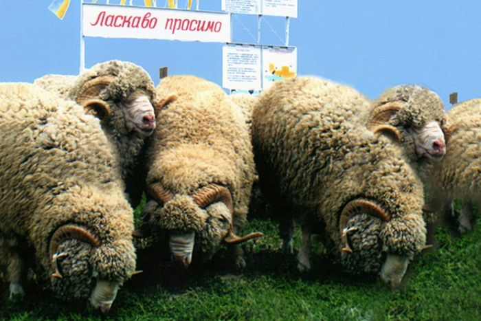 Барани